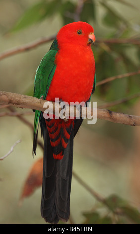 King parrot mâle perché sur une branche Banque D'Images