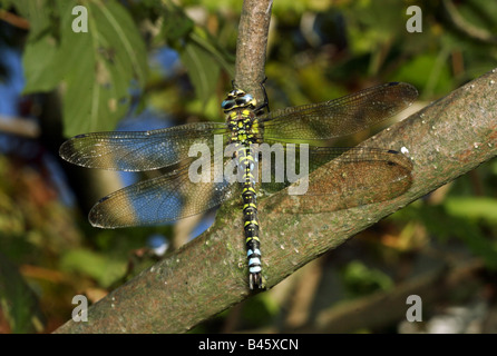 Zoologie / animaux, insecte, libellule, Hawker, du sud (Aeshna cyanea), à la filiale, la distribution : Europe, Afrique du Nord, du Caucase à l'Iran, Additional-Rights Clearance-Info-Not-Available- Banque D'Images