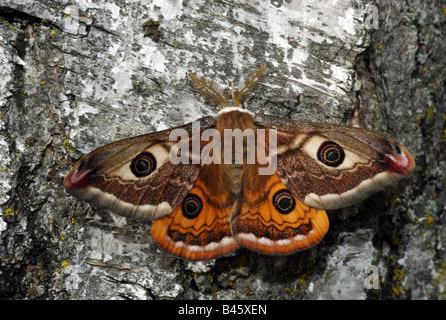 Zoologie / animaux, insectes, papillons, Papillon, de l'empereur moindre (Eudia pavonia), ailes réparties, antenne, distribution : l'Europe à l'Asie de l'Est, Additional-Rights Clearance-Info-Not-Available- Banque D'Images