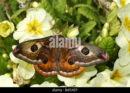 Zoologie / animaux, insectes, papillons, Papillon, de l'empereur moindre (Eudia pavonia), ailes réparties, sur les fleurs jaunes, de distribution : l'Europe à l'Asie de l'Est, Additional-Rights Clearance-Info-Not-Available- Banque D'Images