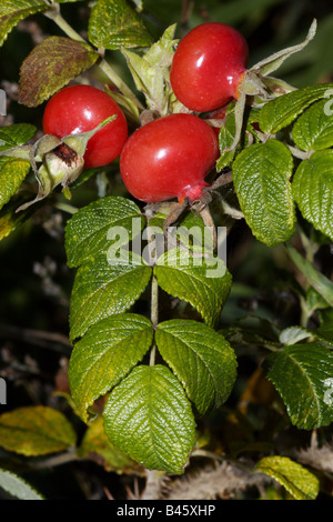 Botanique, rose, (Rosa), japonais, Rose (Rosa rugosa), églantier,-Additional-Rights Clearance-Info-Not-Available Banque D'Images