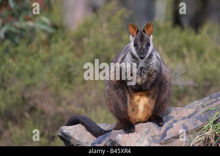 Rock wallaby à queue en brosse debout sur un rocher Banque D'Images