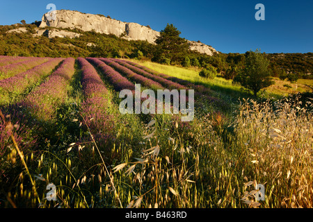 Rangées de lavande dans un champ près de St-Saturnin-les-Apt, le Vaucluse, Provence, France Banque D'Images