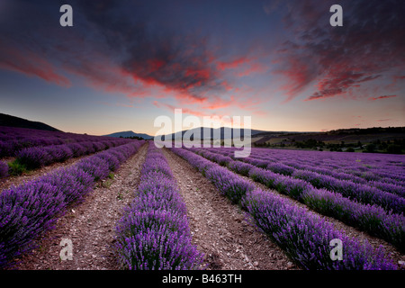 À l'aube dans un champ lavande de Sault, le nr Vaucluse, Provence, France Banque D'Images