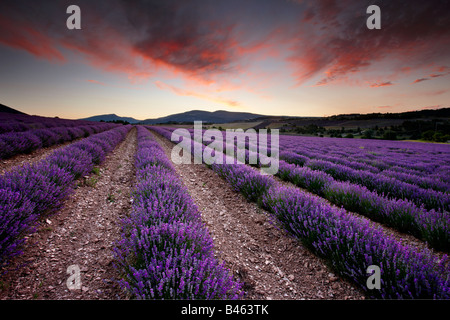 À l'aube dans un champ lavande de Sault, le nr Vaucluse, Provence, France Banque D'Images