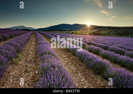 Lever du soleil dans un champ de lavande, le Sault nr Vaucluse, Provence, France Banque D'Images