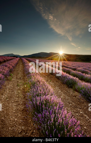 À l'aube dans un champ lavande de Sault, le nr Vaucluse, Provence, France Banque D'Images