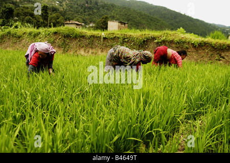 Les femmes travaillant dans le paddy de riz, au Népal Banque D'Images