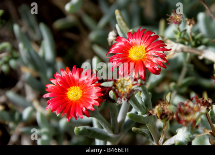 Usine de glace rouge cuivré aka Mesemb Malephora crocea, , Aizoaceae, Afrique du Sud Banque D'Images