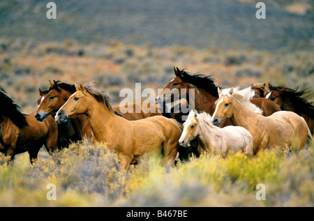 Les chevaux sauvages en désert. Banque D'Images