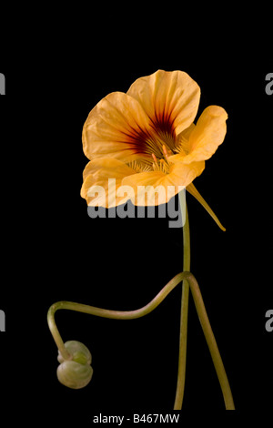 Portrait de la fleur et du bourgeon de Naturtium (Tropaeolum) sur fond noir Banque D'Images