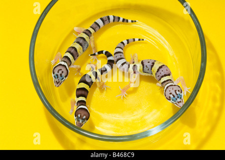 Les geckos léopard bébé dans un récipient en verre Banque D'Images