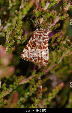 De belles ailes jaunes La teigne myrtilli Noctuidae au repos sur ses caterpillar s bell heather etat UK Banque D'Images