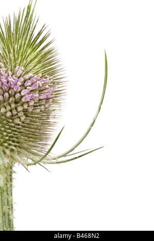 Cardère Dipsacus fullonum Flowerhead Banque D'Images