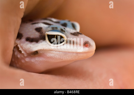 Gecko Léopard Bébé Banque D'Images