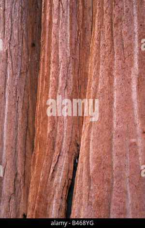 Trois immenses troncs d'arbres Séquoia géant (sequoiadenron giganteum) Banque D'Images