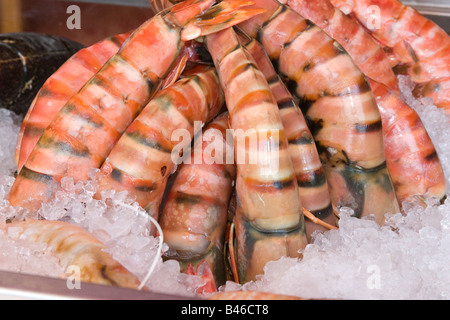 Langoustines sur la glace, près de Puerto Banus, Marbella, Costa del Sol, Andalousie, Espagne (Andalousie), Europe Banque D'Images