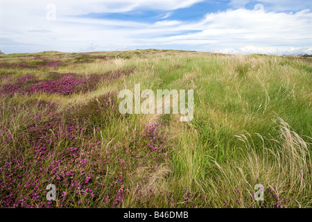 Paysage de bruyère Ouessant island France bretagne Banque D'Images