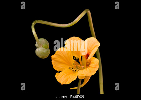 Portrait de la fleur et du bourgeon de Naturtium (Tropaeolum) sur fond noir Banque D'Images