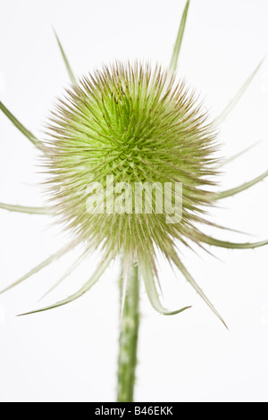 Cardère Dipsacus fullonum Flowerhead Banque D'Images