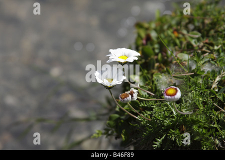 Marguerites lune alpin (Leucanthemopsis alpina ou Chrysanthemum alpinum ou Tanacetum alpinum), Italie Banque D'Images