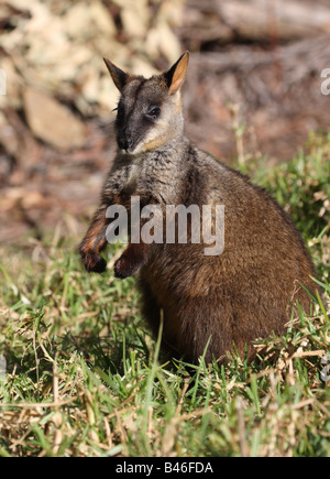 Rock wallaby à queue en brosse d'alerte permanent Banque D'Images