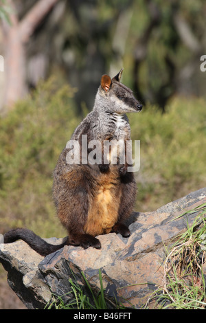 Rock wallaby à queue en brosse d'alerte permanent sur un rocher Banque D'Images