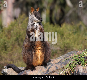 Rock wallaby à queue en brosse d'alerte permanent sur un rocher Banque D'Images