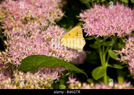 Nectar de soufre commun sur les fleurs de Sedum Banque D'Images