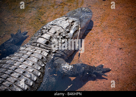 Grand crocodile en attente dans l'eau peu profonde Banque D'Images