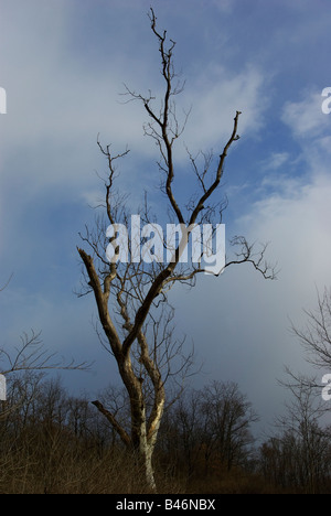 Un seul, noueux vieil arbre sans feuilles contre un arrière-plan de la forêt en hiver. Banque D'Images