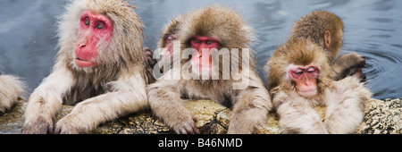 Portrait de macaques japonais Banque D'Images