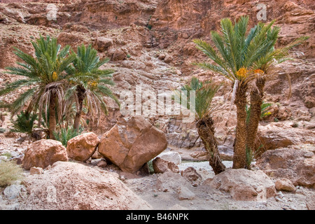 Palmier sauvage dans la vallée sauvage du Todra Maroc Banque D'Images