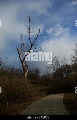 Un chemin pavé avec un seul arbre mort contre un ciel nuageux ciel bleu Banque D'Images