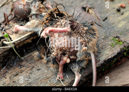 Un CHAMP DE LA CARCASSE DE LA SOURIS d'être consommée par FLY MAGGOTS Banque D'Images