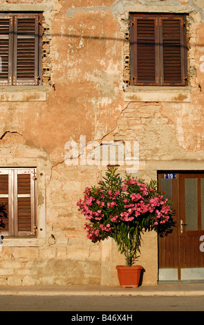 Oleander arbuste en fleurs en pot de fleur Istrie Croatie Banque D'Images