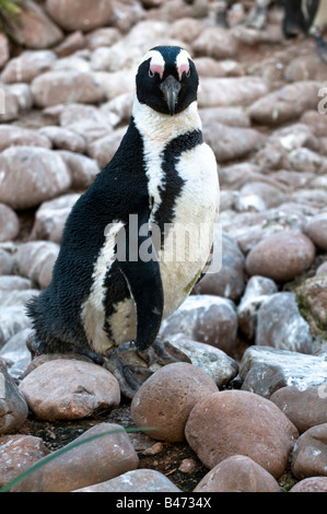 Putois Penguin Spheniscus demersus Banque D'Images