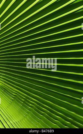 La feuille de palmier, Îles Canaries Banque D'Images