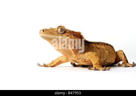 Crested Gecko isolé sur fond blanc. Banque D'Images