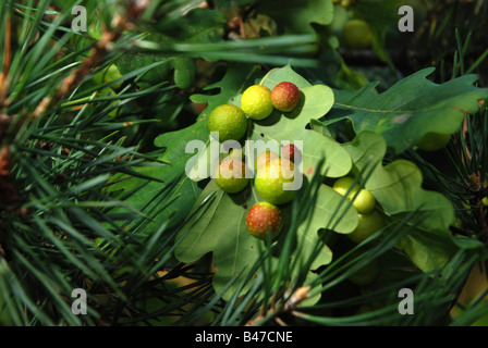 Cynips quercusfolii avec feuille de chêne (oak apple gall aussi appelé Cherry gall) Banque D'Images