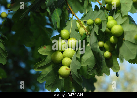 Cynips quercusfolii avec feuille de chêne (oak apple gall aussi appelé Cherry gall) Banque D'Images