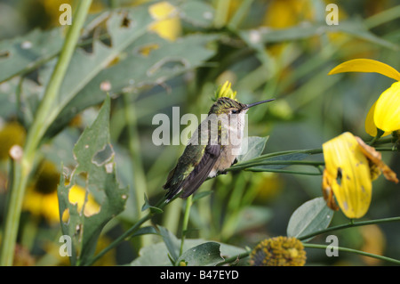 Colibri à gorge rubis femelle assis sur Rudbeckia nitida Herbston dans un parc à Battery Park City, le Lower Manhattan. Banque D'Images