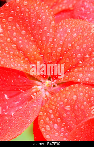 Fleur de géranium rapprochée avec les gouttelettes d'eau Banque D'Images