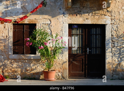 Oleander Fleur pot de fleurs en Istrie Croatie Banque D'Images