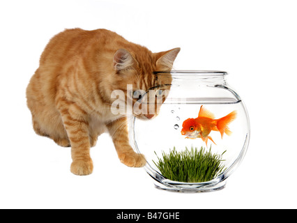 Chat Calico Orange traquant un poisson rouge dans un bol Banque D'Images