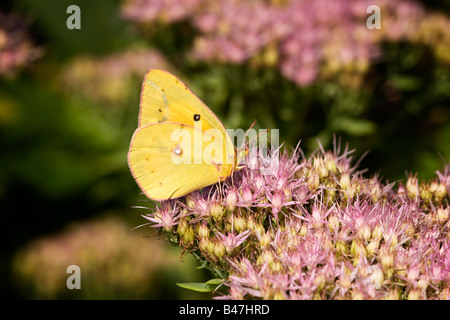 Nectar de soufre commun sur les fleurs de Sedum Banque D'Images