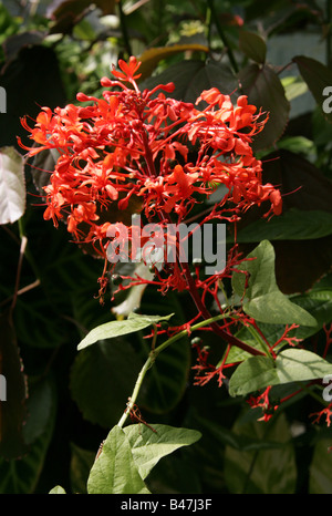 Gloire flamboyante Bower aka fleur pagode, Javanais ou Glorybower Salvia géant, Clerodendrum speciosissimum, Lamiaceae. Banque D'Images