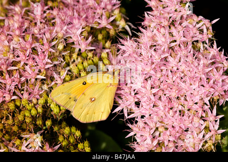 Nectar de soufre commun sur les fleurs de Sedum Banque D'Images