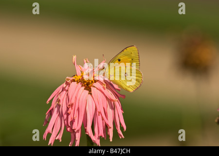 Nectar de soufre commun sur zinnia Banque D'Images