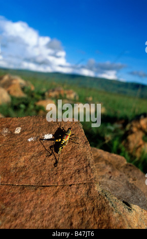 Sauterelle (Zonocerus elegans) sur la pierre, réserve de gibier d'Ithala, province du KwaZulu-Natal, Afrique du Sud, Afrique Banque D'Images